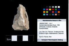 Foto (Objekt + Etikett) von Goniodromites bidentatus (Reuss, 1858)  (NHMW-GEO-1990-0041-3682)